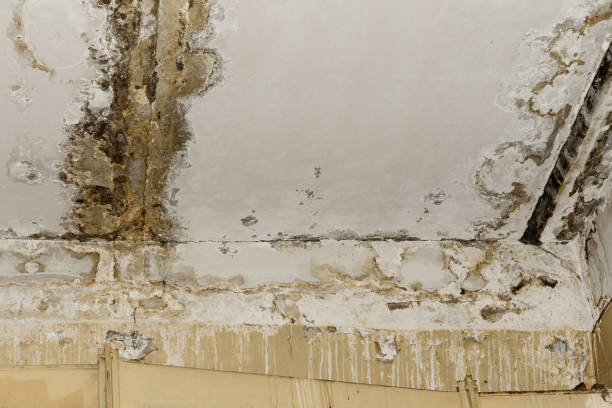 Why You Should Choose Our Mold Remediation Services in Stillwater, MN